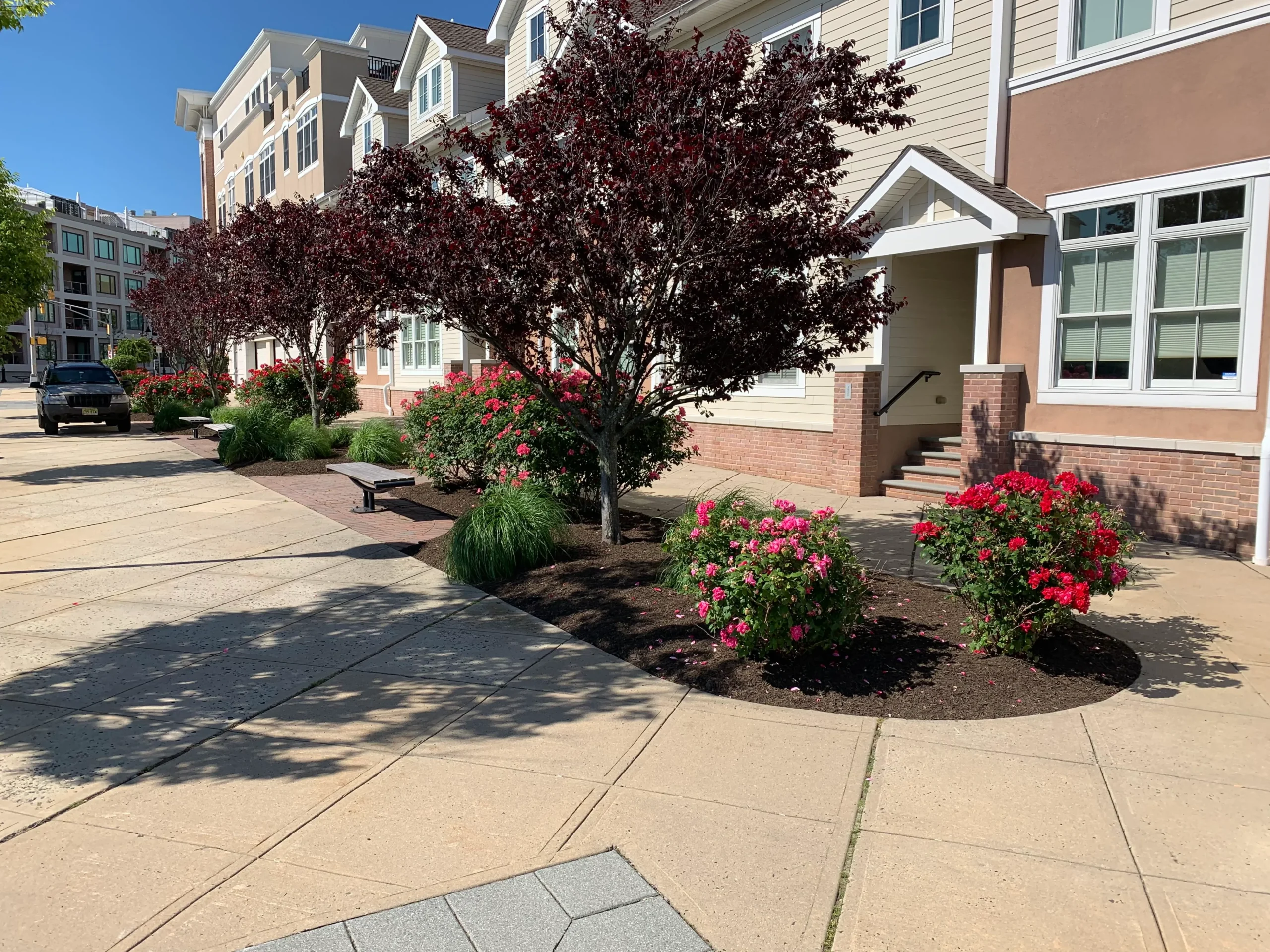 Sunlit courtyard between beige apartment buildings with pink roses and a burgundy leaved tree along a paved walkway